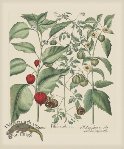 (image for) Besler 304 Colored B2