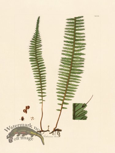 (image for) Hooker Fern 21