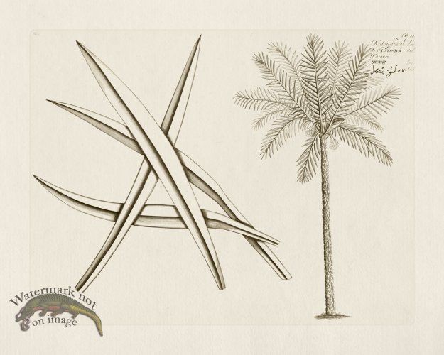 (image for) HORTUS VOl 03 22