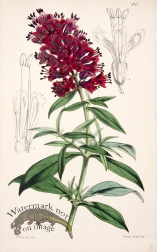 (image for) CBMS_00105