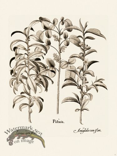 (image for) Besler 006 B1