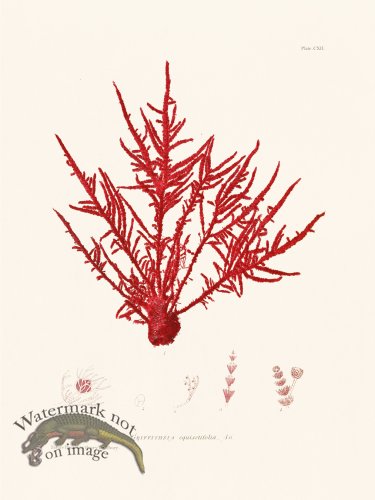 (image for) Bradbury Seaweed 112