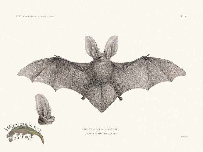 Bats of the World 10