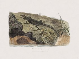 40 New Holland Caffowary