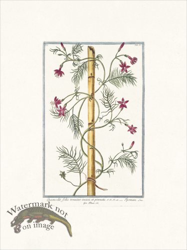 (image for) Bonelli 085 star glory