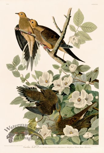 (image for) 017 Carolina Turtle Dove