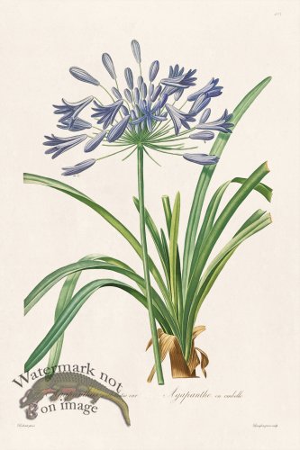 (image for) Les Liliacees Redoute 403