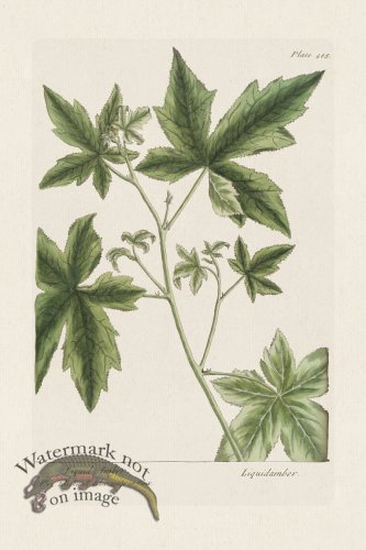 (image for) BEE 485 Liquid Amber