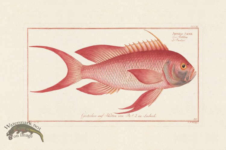 (image for) BLOCH FISH 315