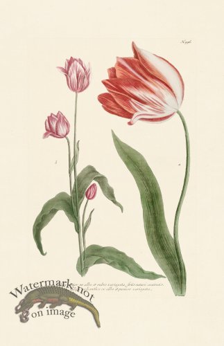 (image for) Weinmann Pl 996