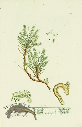 (image for) Blackwell German 246