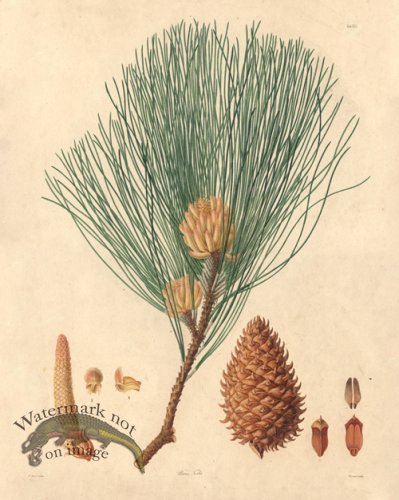 (image for) Lambert Pine 16