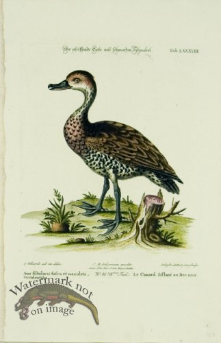 (image for) Seligmann Duck 03