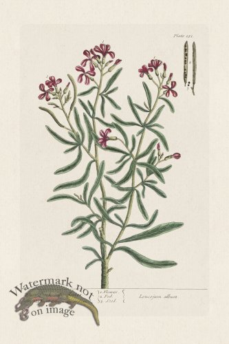 (image for) BEE 181 White Stock july-flowere