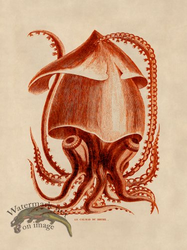 (image for) Octopus Orange 34