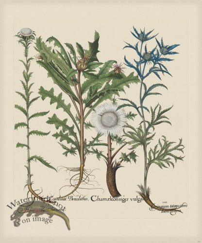 (image for) Besler 281 Colored B2