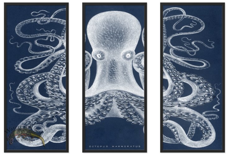 (image for) Octopus Study 01Blue BF