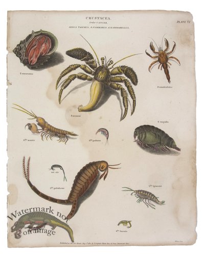 (image for) Hermit Crab Shrimp