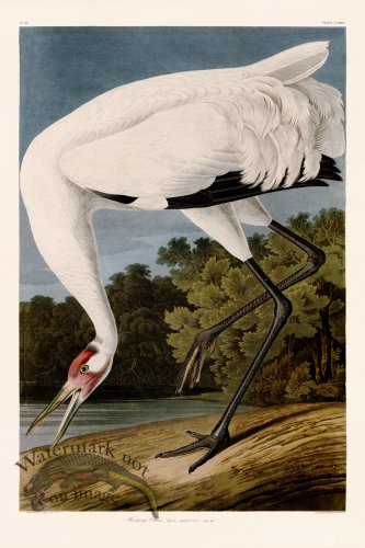 (image for) 226 Hooping Crane