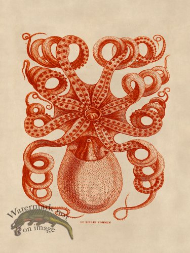 (image for) Octopus Orange 32