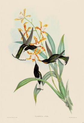 Gould Hummingbird 115