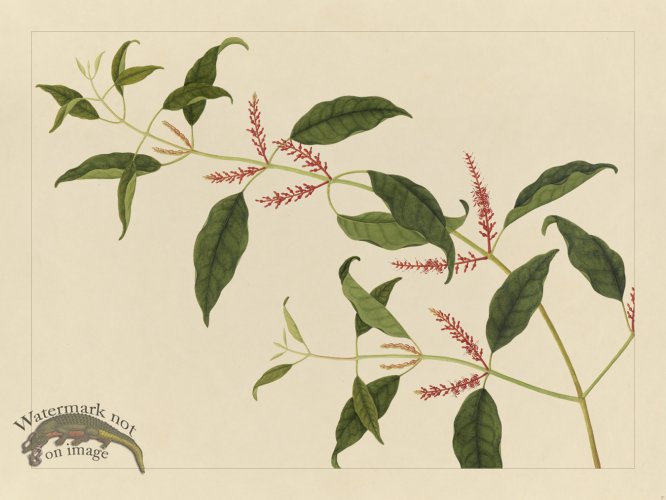 Andalas Botanicals 21