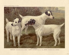 (image for) Cassell Dog 19