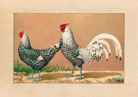 (image for) Chicken 12
