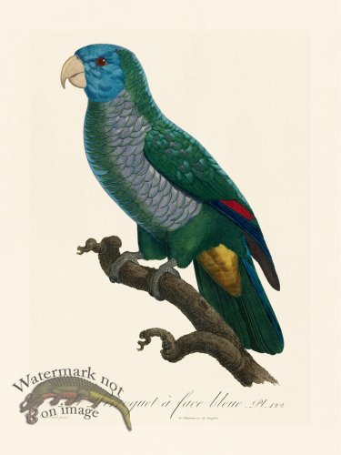 (image for) Barraband Parrot 122
