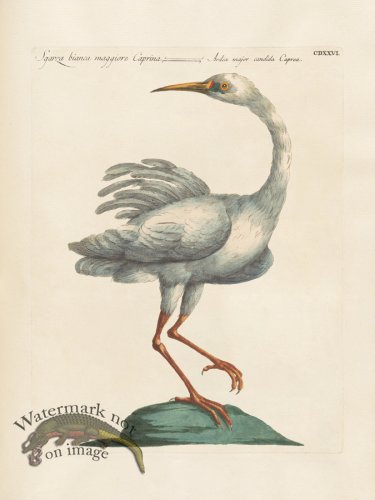 (image for) Manetti 426