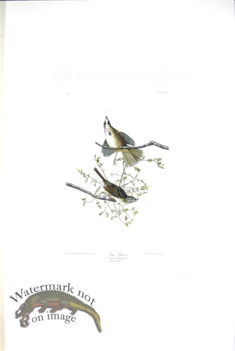 (image for) Song Sparrow