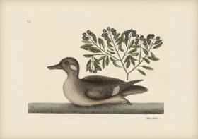 098 Little Brown Duck