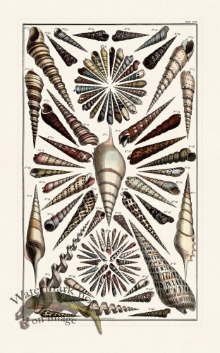 (image for) Seba B2 056