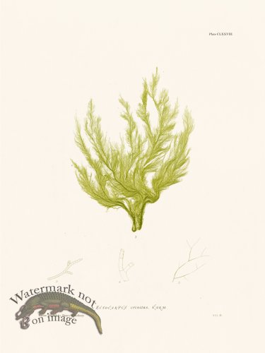 (image for) Bradbury Seaweed 178