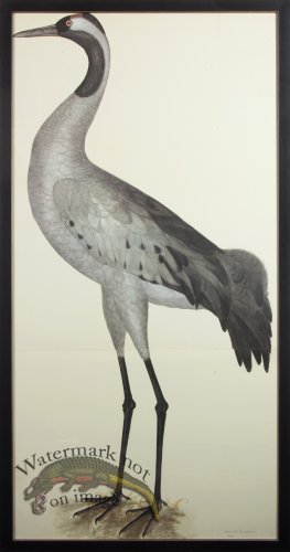 (image for) RB Bk COMMON CRANE PL 2