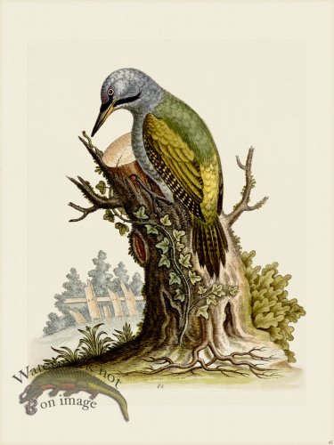 (image for) Edwards 065 Wood-pecker
