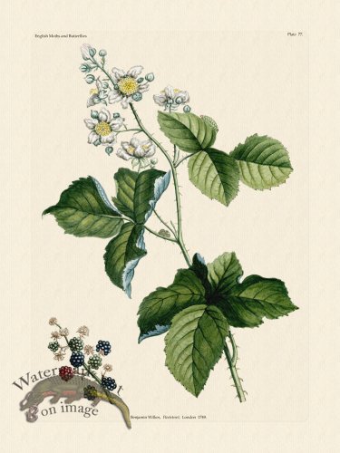 (image for) Wilkes Butterflies 077