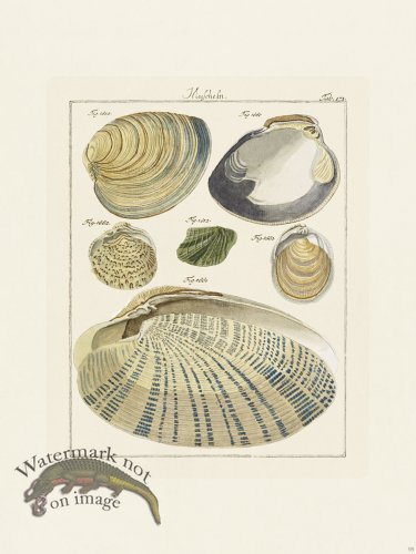 (image for) Martini Shells 098