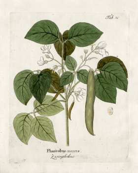 Dwarf Bean