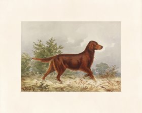 Pope Dog 09 Red Irish Setter
