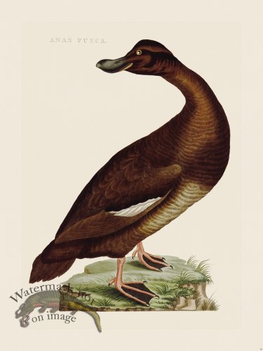 (image for) Nozeman Bird 058