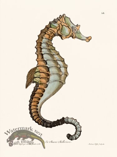 (image for) Knorr Sealife 60