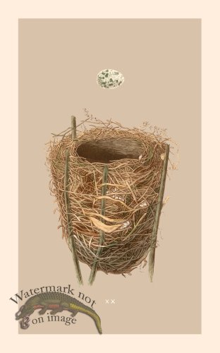 (image for) Morris Nest 20