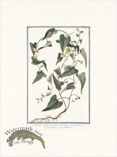 (image for) Bonelli 018 macrorhyzos