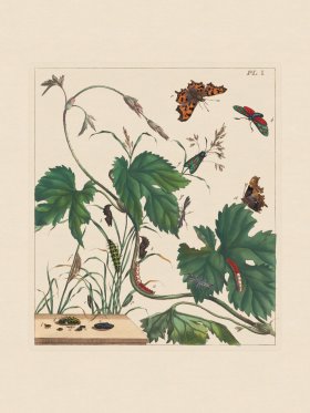 Moses Harris Insects 01