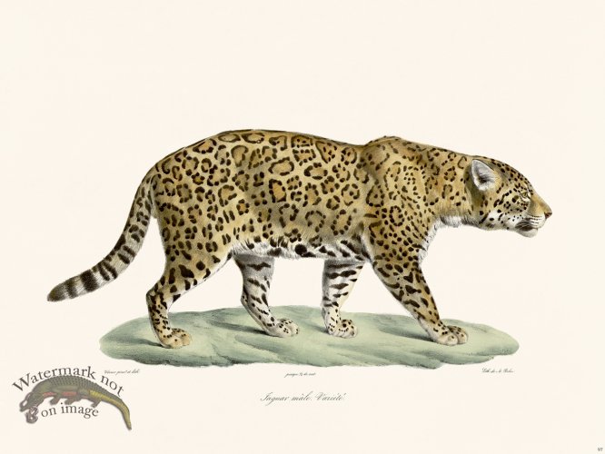(image for) Cuvier 097 Jaguar Male Variety