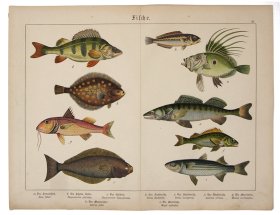 (image for) Flounder Perch 