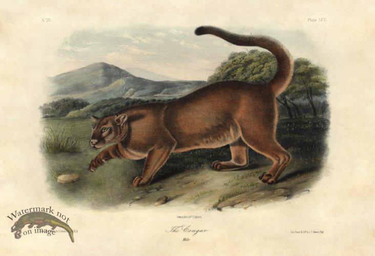 (image for) The Cougar . Male