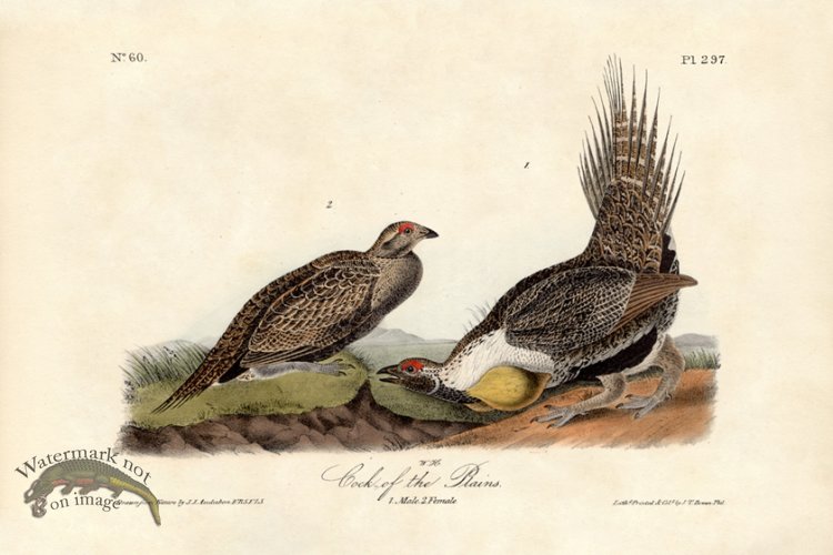 (image for) Cock of the Plains