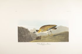 Rocky Mountain Plover